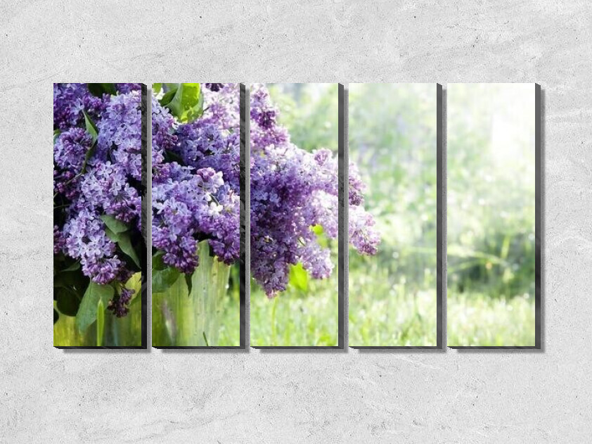 Цветущая сирень