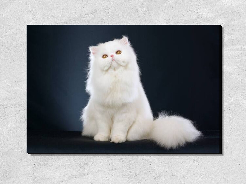 Белая кошка