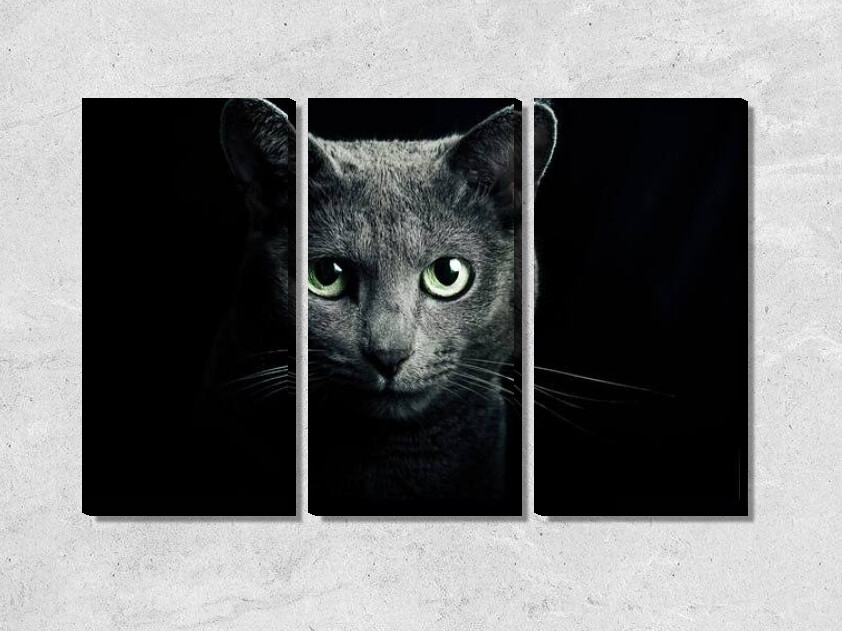 Взгляд кошки