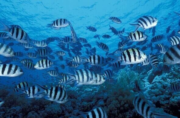 Полосатые рыбки