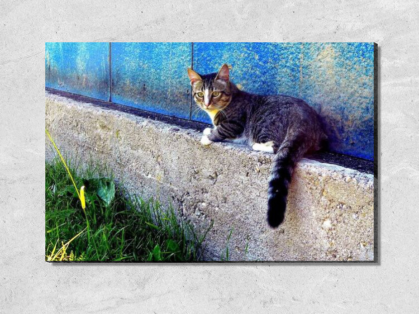 Картина кот