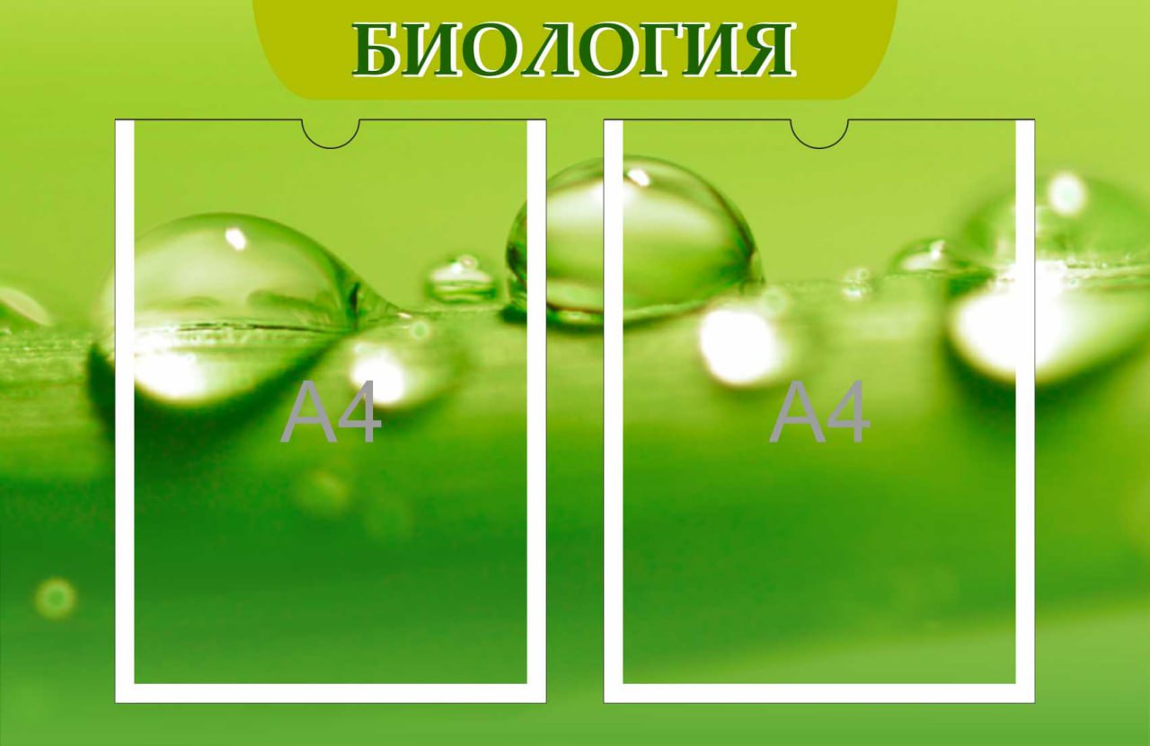 Стенд с капельками Биология на 2 кармана А4