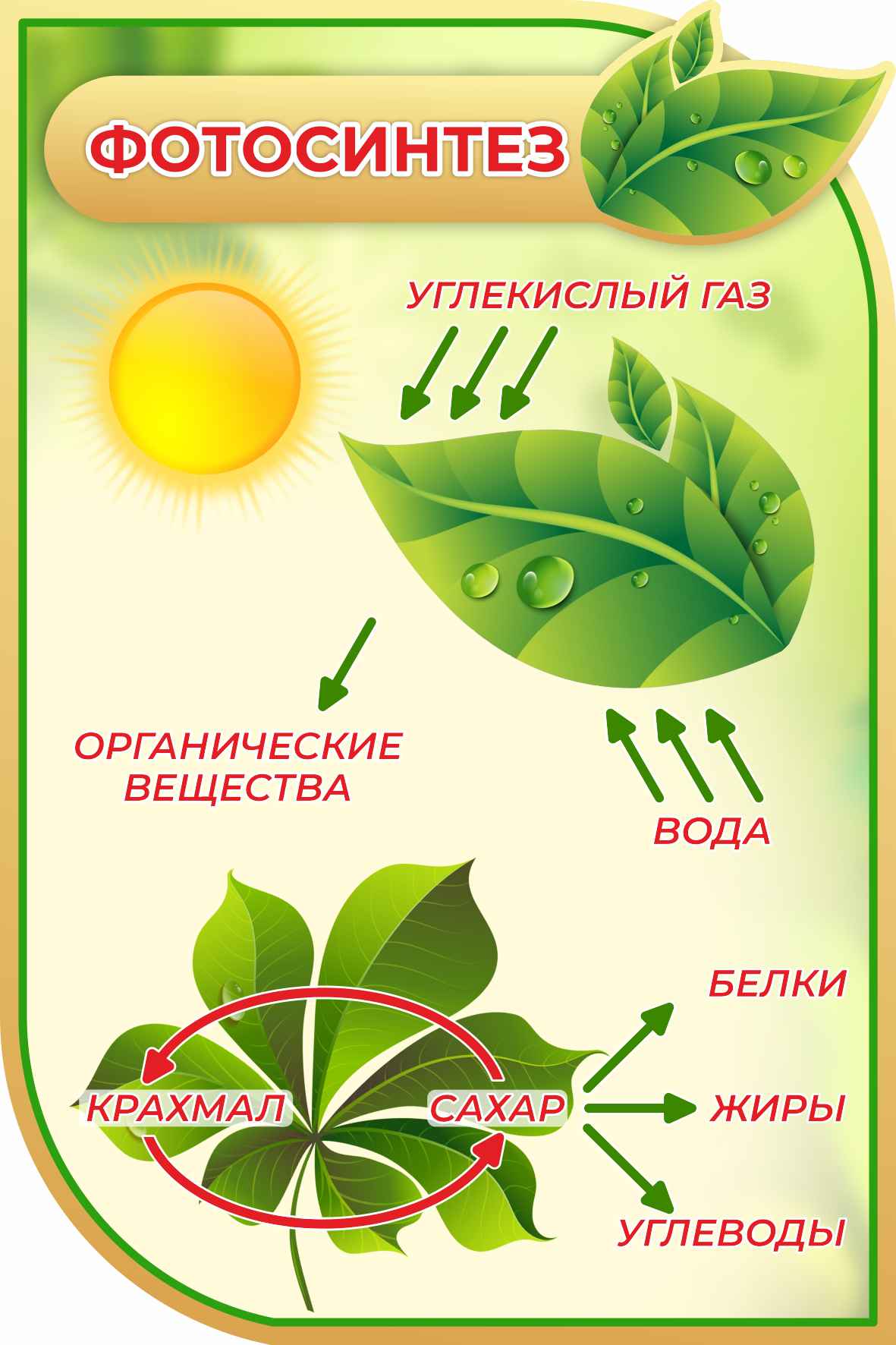 Стенд Фотосинтез в золотом